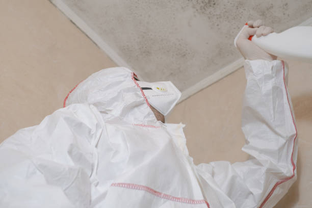 Trusted Green, OR Mold Remediation Experts