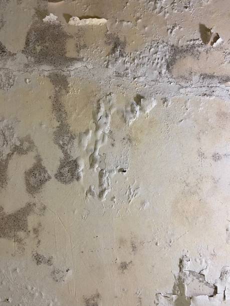 Best Kitchen Mold Remediation in Green, OR