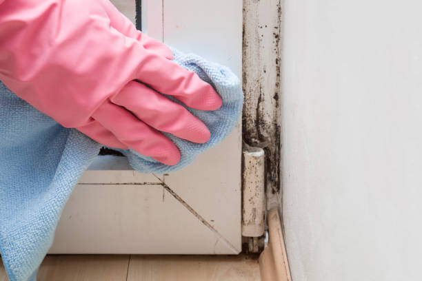 Best White Mold Remediation in Green, OR